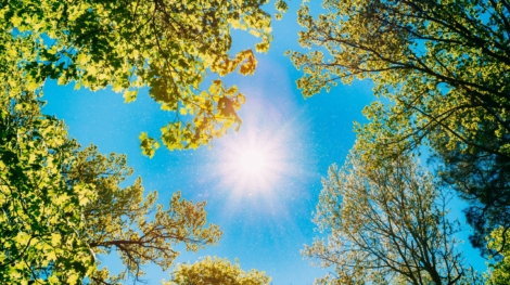 Spring Summer Sun Shining Through Canopy Of Tall Trees. Sunlight In Deciduous Forest, Summer Nature, Sunny Day. Upper Branches Of Tree With Fresh Green Foliage. Low Angle View. Woods Background