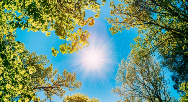 Spring Summer Sun Shining Through Canopy Of Tall Trees. Sunlight In Deciduous Forest, Summer Nature, Sunny Day. Upper Branches Of Tree With Fresh Green Foliage. Low Angle View. Woods Background